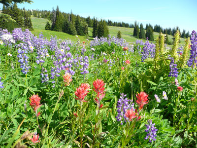 Lupins and Paintbrush